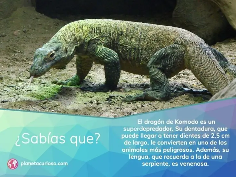 Mundo animal