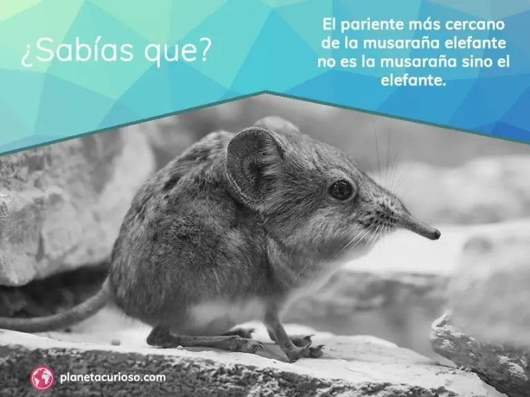 animales
