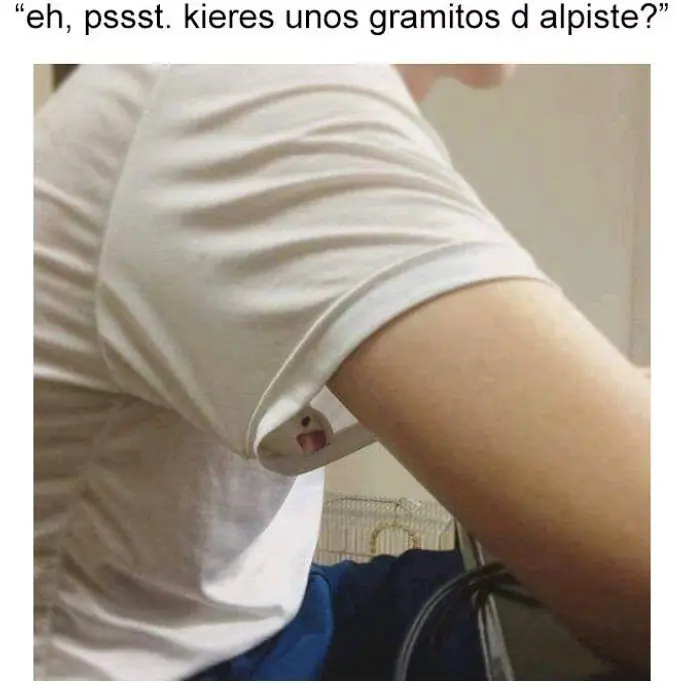 MEMES
