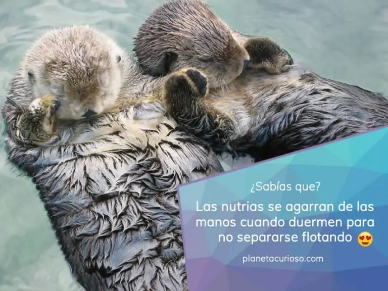 sabias queY