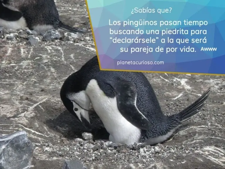 10 Curiosidades interesantes sobre los animales