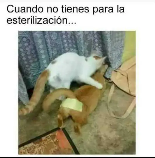 criatura