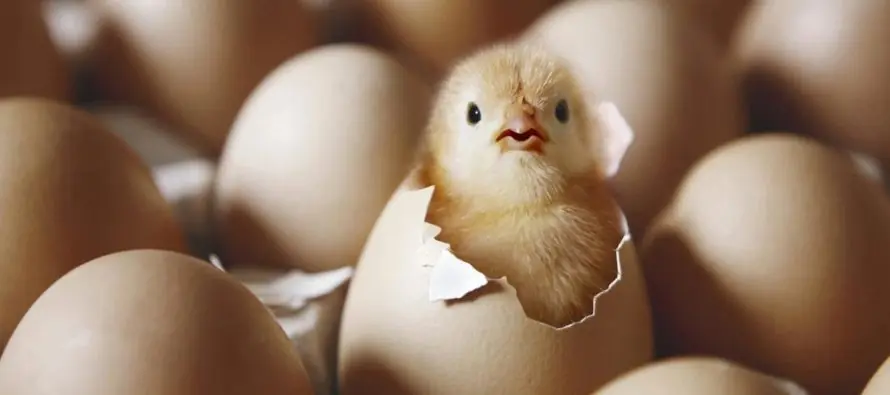 La gallina o el huevo?