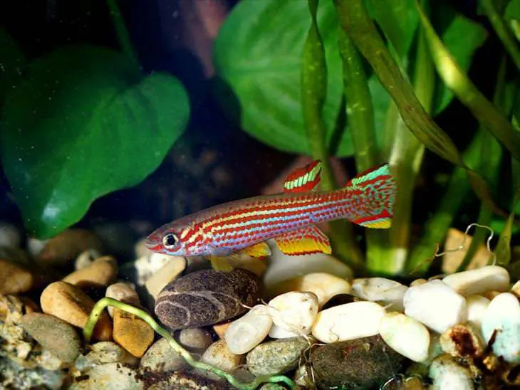 peces