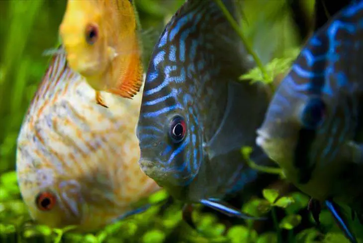 Los 10 Peces más hermosos del mundo