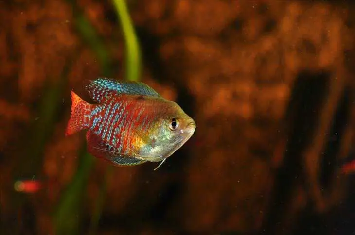 peces