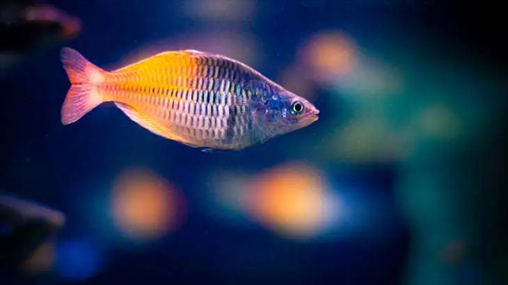 Los 10 Peces más hermosos del mundo