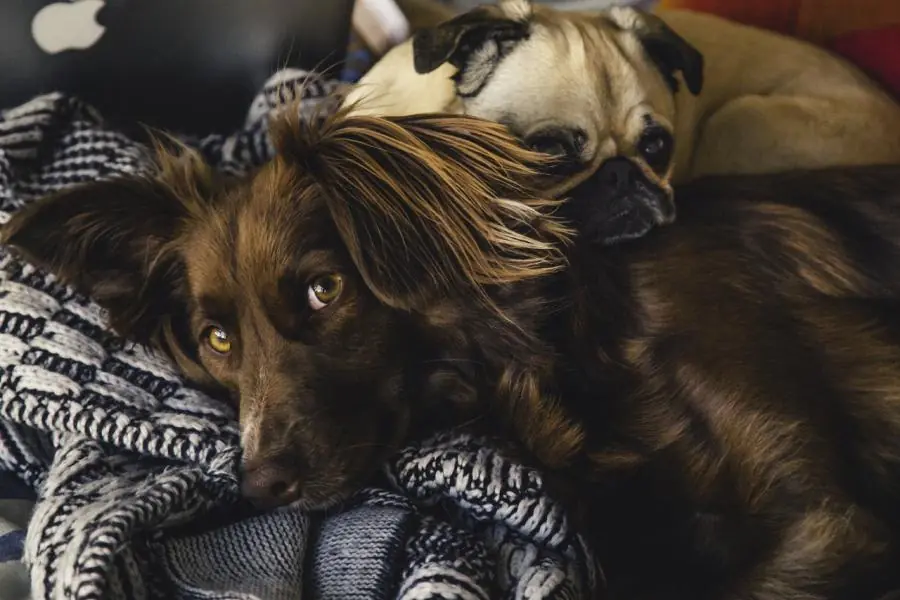 Conoce los alimentos prohibidos para perros