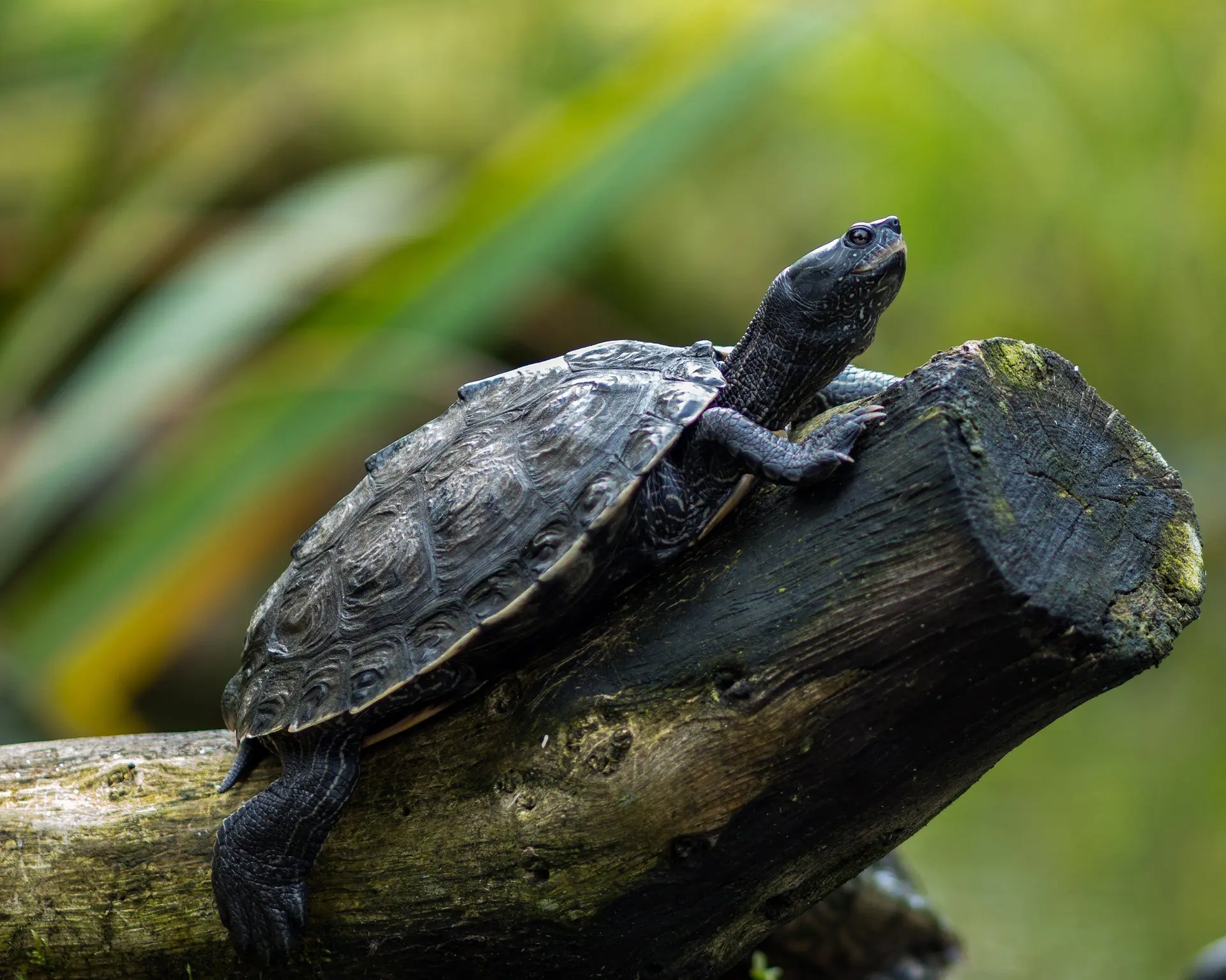 tortugas