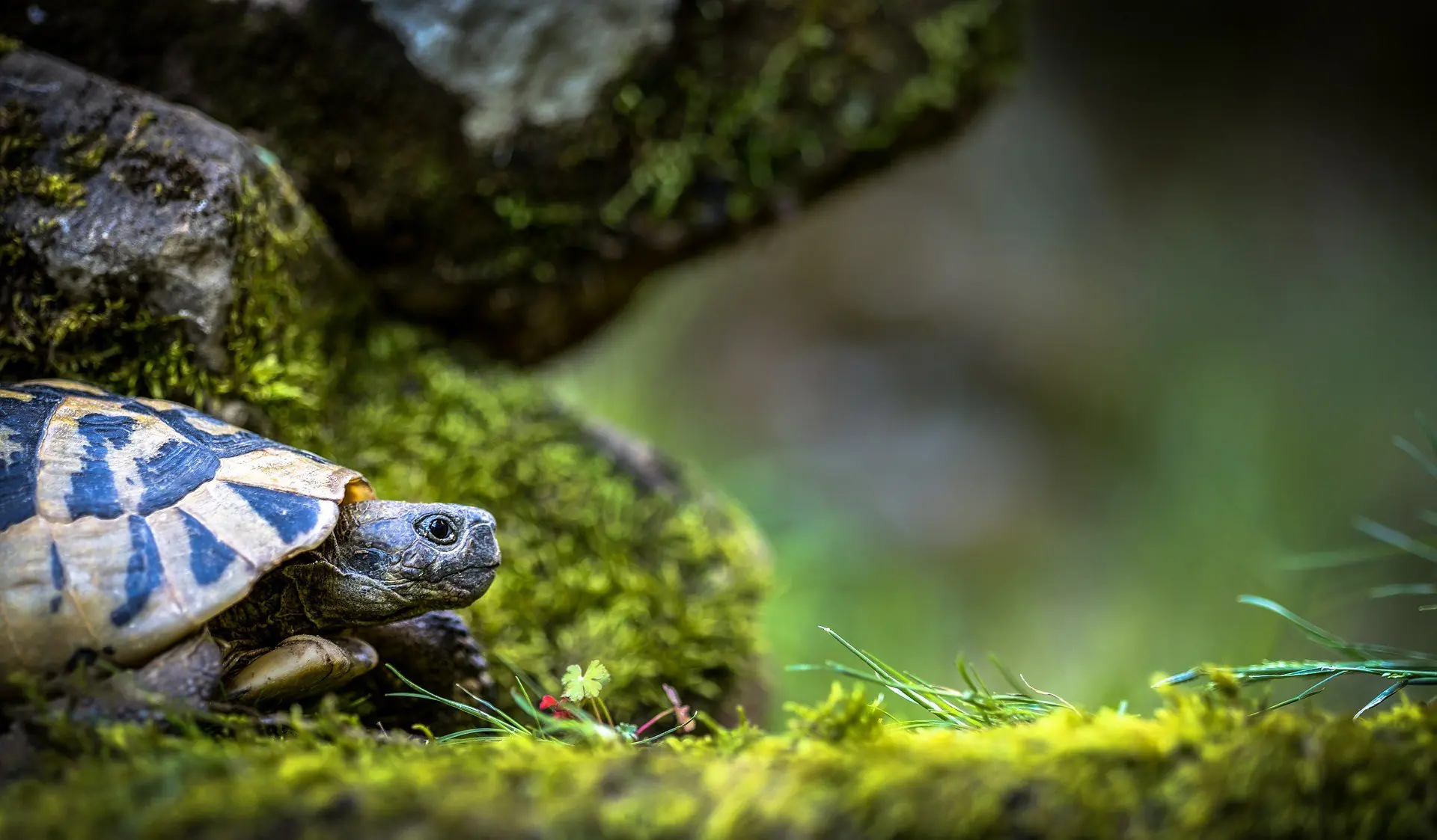 ¿Que son las tortugas?
