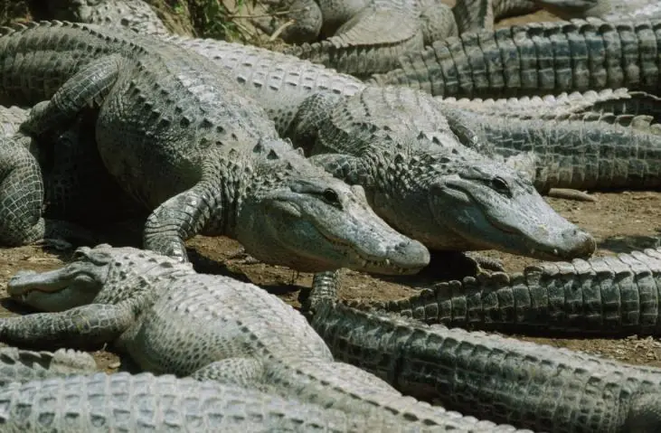 animales