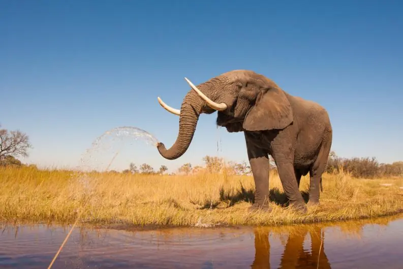 10animales que parecen inmortales, pues son los más longevos