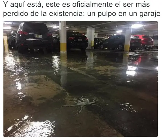 reir
