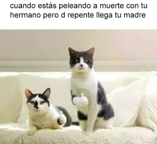 memes