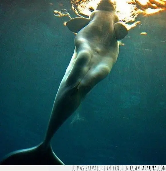 Ballena Beluga