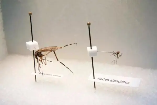 La secuela  de los huracanes agresivos mosquitos gigantes