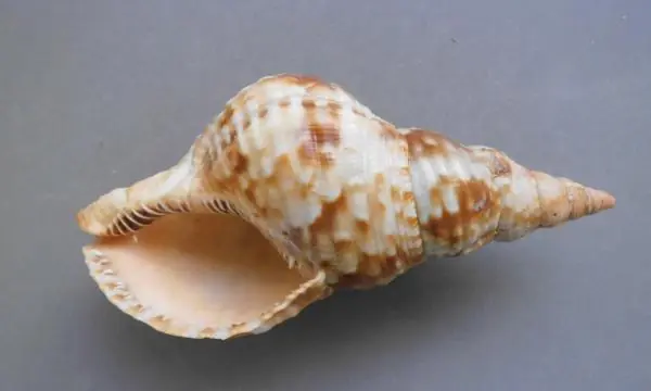 para