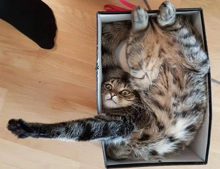 cometieron