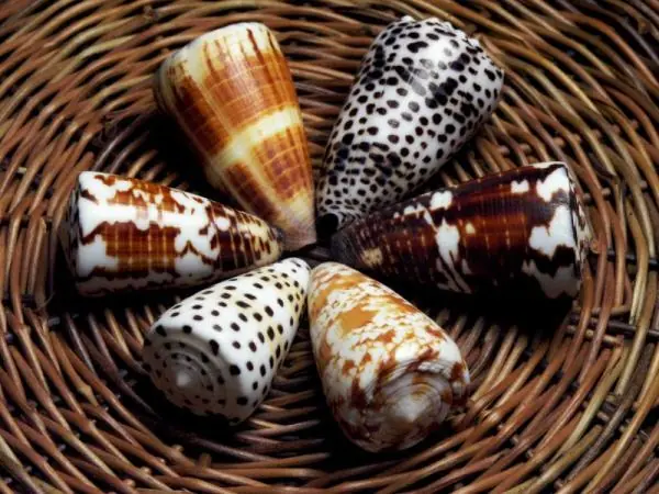 Conchas para todos y todas