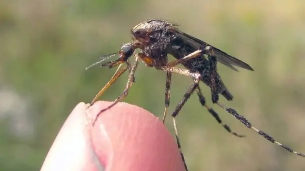 La secuela de los huracanes agresivos mosquitos gigantes