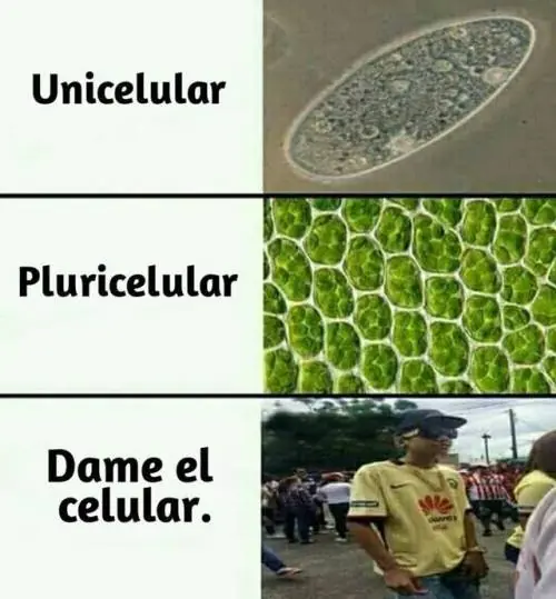 Humor examinado: extremadamente bueno para gozar de reír..