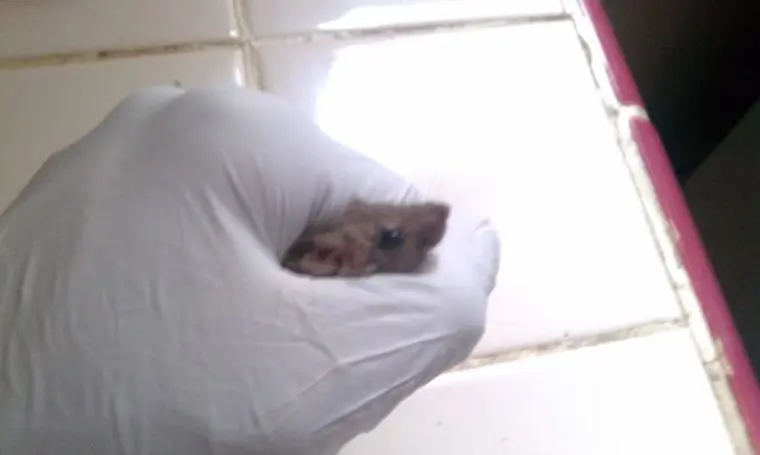 raton