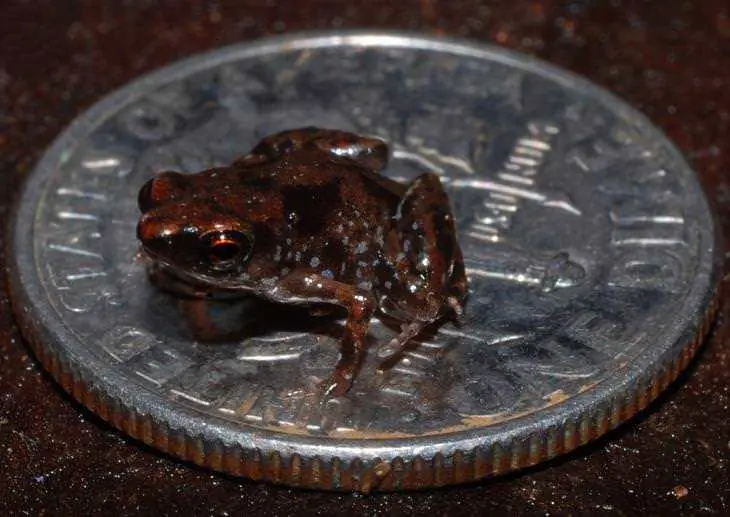 pequenos