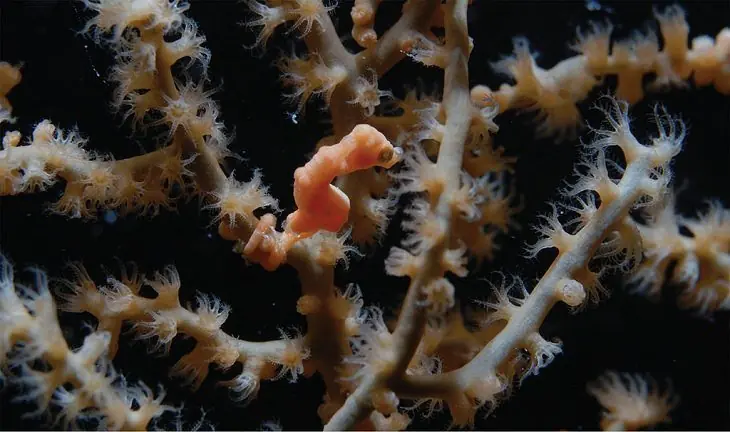 Los 15 Animales más pequeños del Planeta