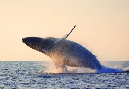 Los Animales Más Longevos Del Mundo