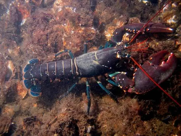 Los Animales Más Longevos Del Mundo