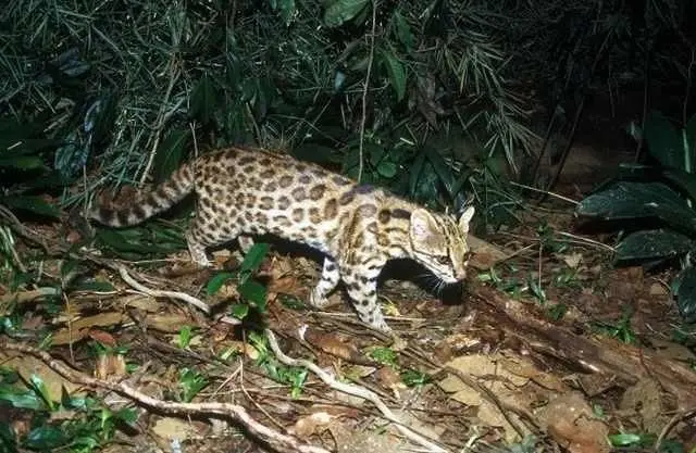 Las especies de animales recién descubiertas