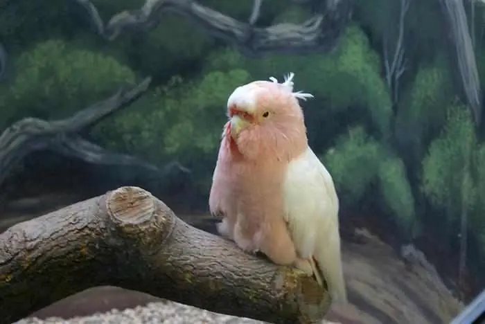 Los Animales Más Longevos Del Mundo
