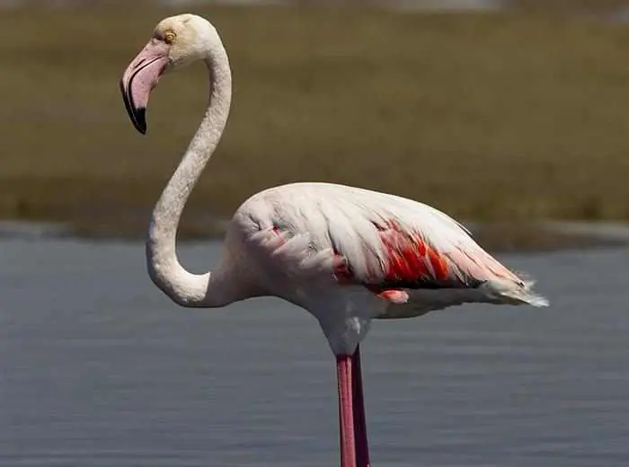 animales