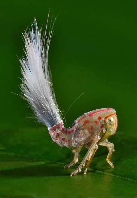 Las Especies de Animales recién descubiertas