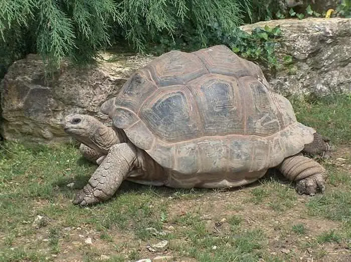 Los Animales Más Longevos Del Mundo
