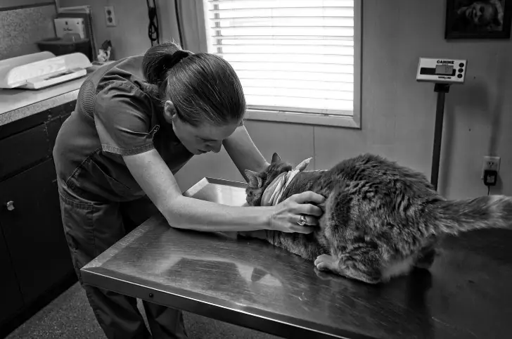Ser veterinario causa Disminución de la salud mental