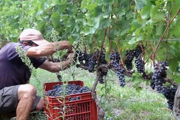 El vino uruguayo, el más "europeo" de América