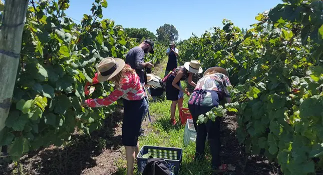 vinos uruguayos