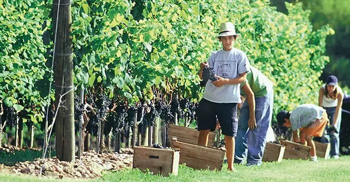 Tannat