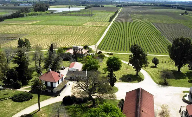 vinos