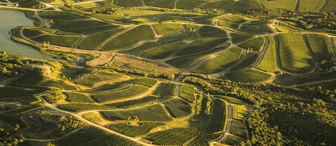 Tannat
