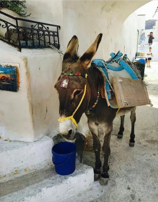 Grecia prohíbe a turistas gorditos subirse a los burros